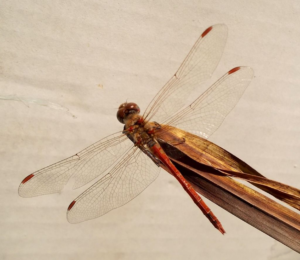 Sympetrum striolatum e cfr. S. meridionale